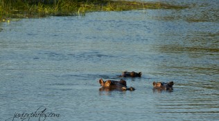 African Hippo