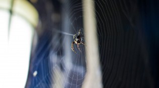 Close Encounter